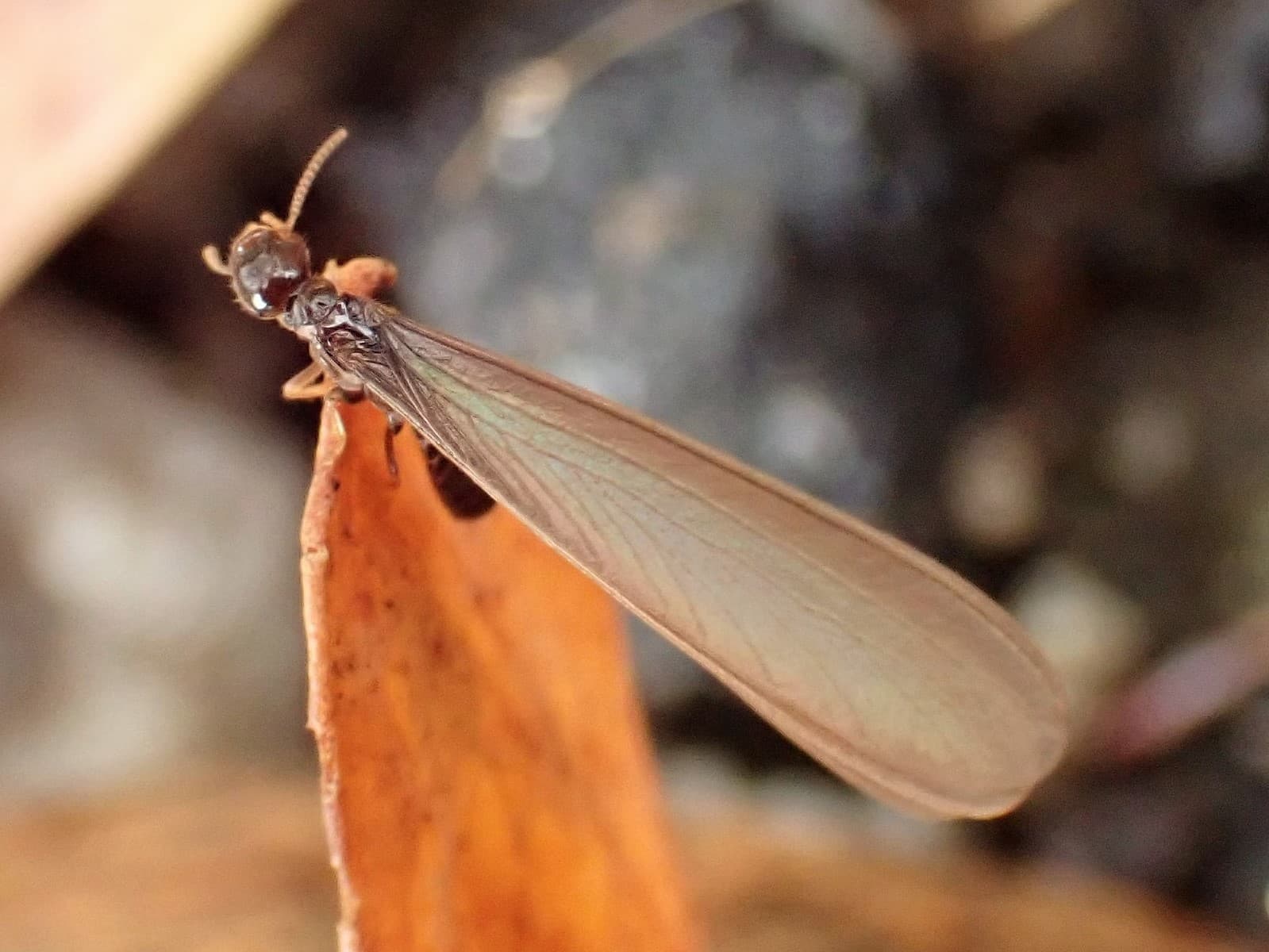 Coptotermes acinaciformis, a subterranean termite common in Australia